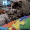 persiancatlover